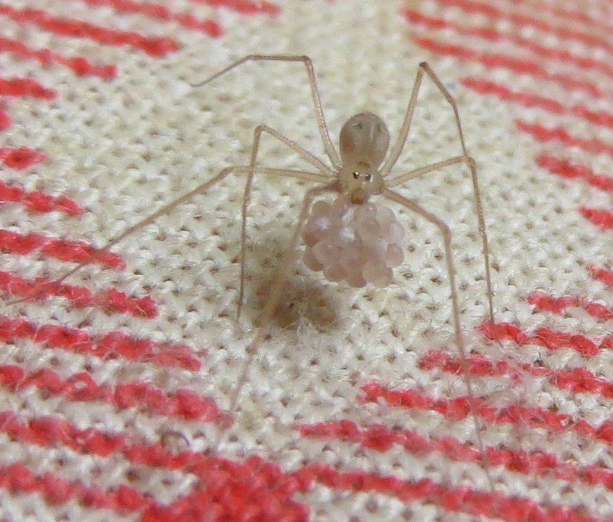 Spermophora senoculata - Voltaggio (AL)